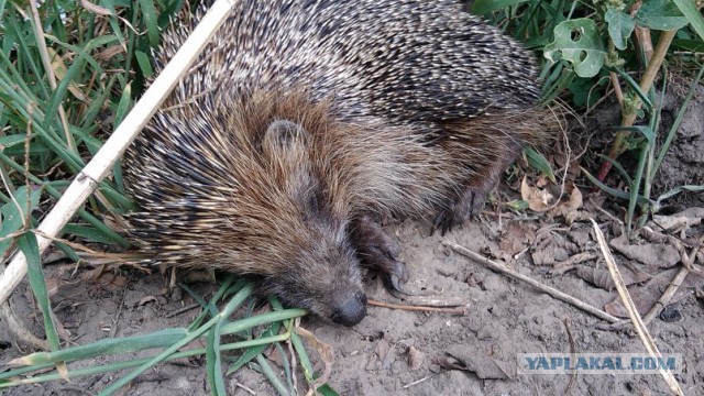 Подборка прикольных фото/картинок