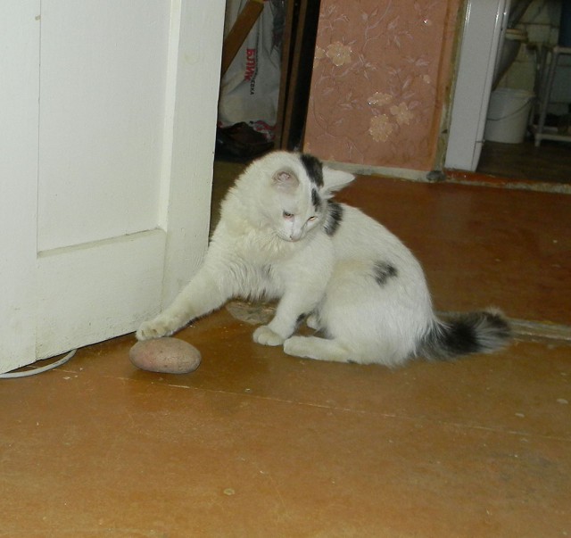 Котооо-о-о-вторник
