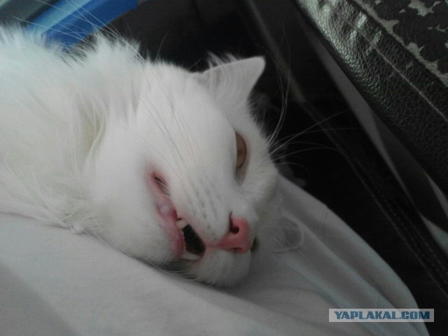 Так выглядит кот-валерьянщик с похмелья