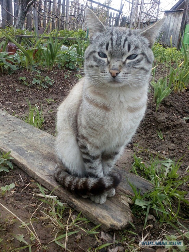 Котовторник  10.05.2016