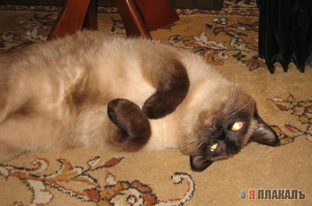 А вот и котовторник!