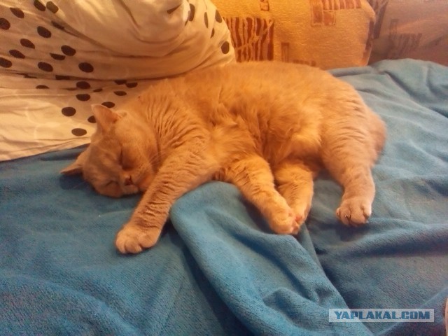 Котовторник 30.08.2016