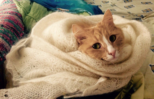 Коты и Кошки