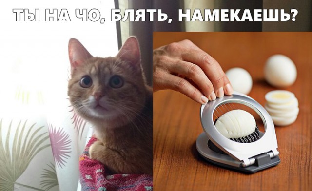 Я не умею рисовать котов? Да ладно...