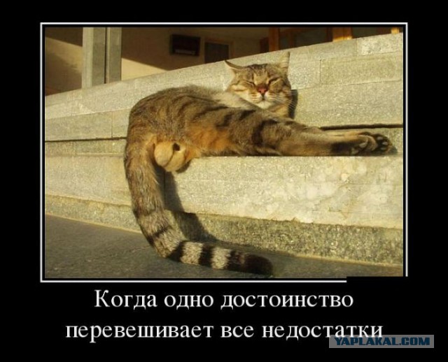 Кото-Кото-Комбо! Котовторнику посвящается)