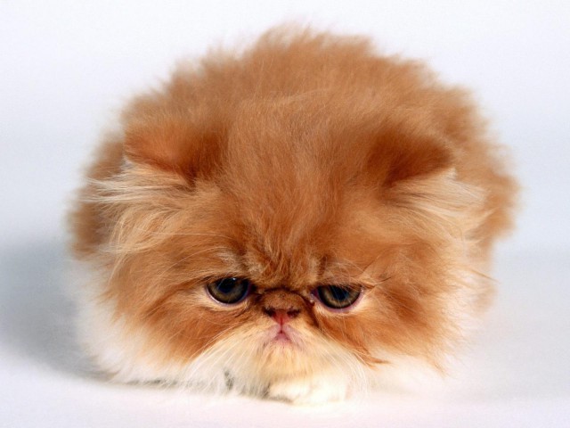 Коты и Кошки