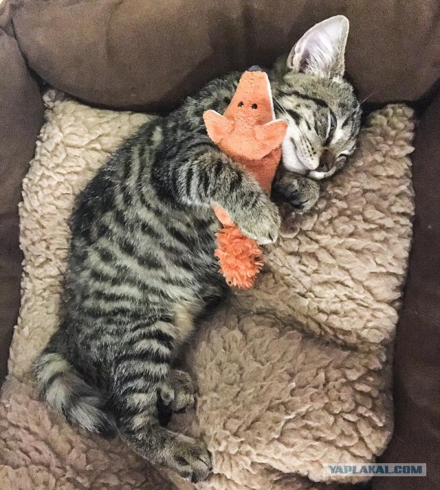 Котовторник 24.10.2017