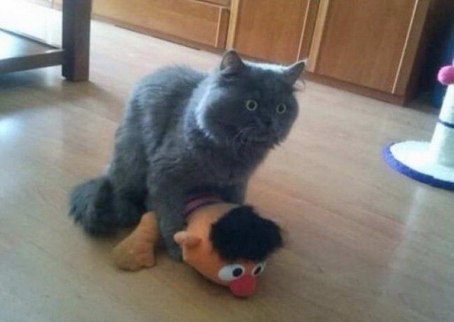 Живность из сети