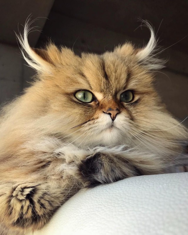 Фотобомбы котов