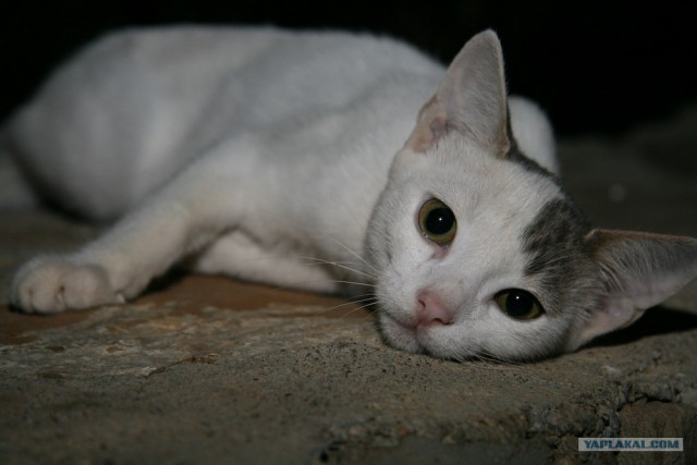 Котовторник (16.09.08)