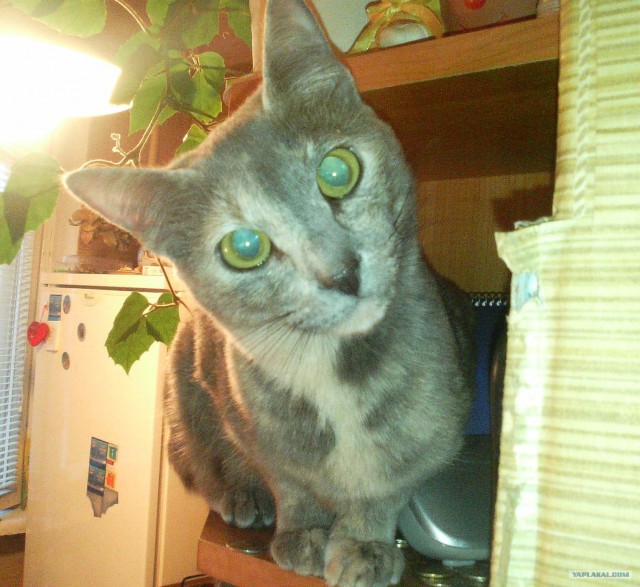 Котовторник на ЯПлакалъ