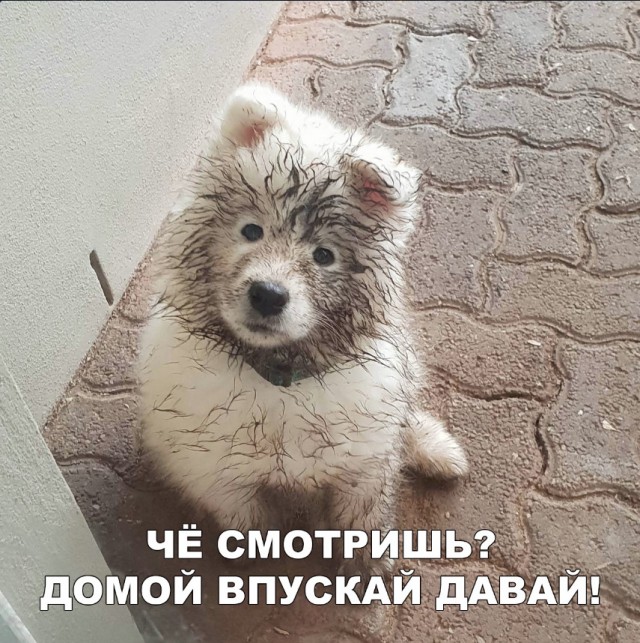 Нестандартный юмор