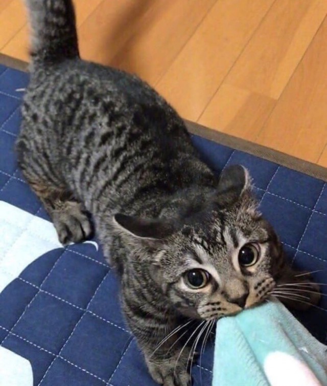Прикольных котов пост