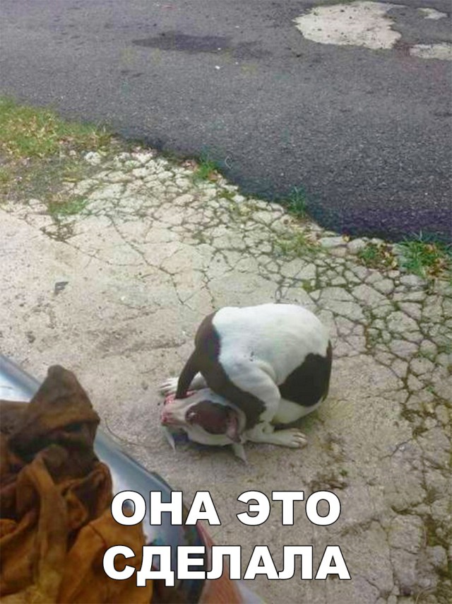 Милые животные. Мимиметр сломался