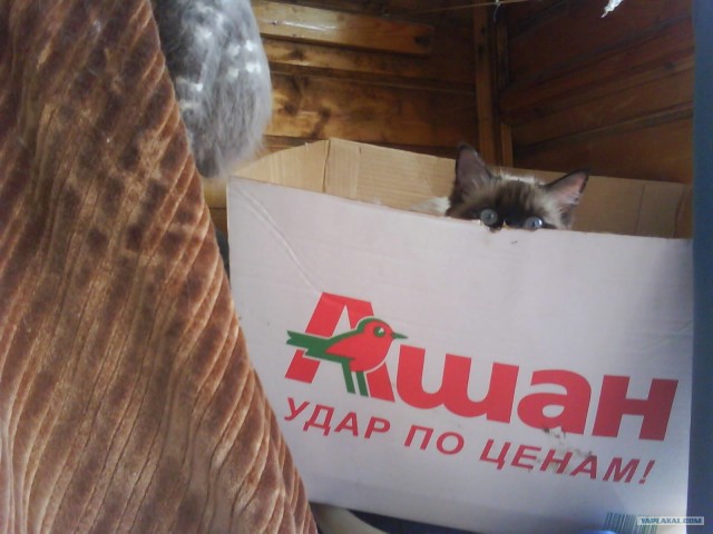 Котовторник в "КотоГетто"
