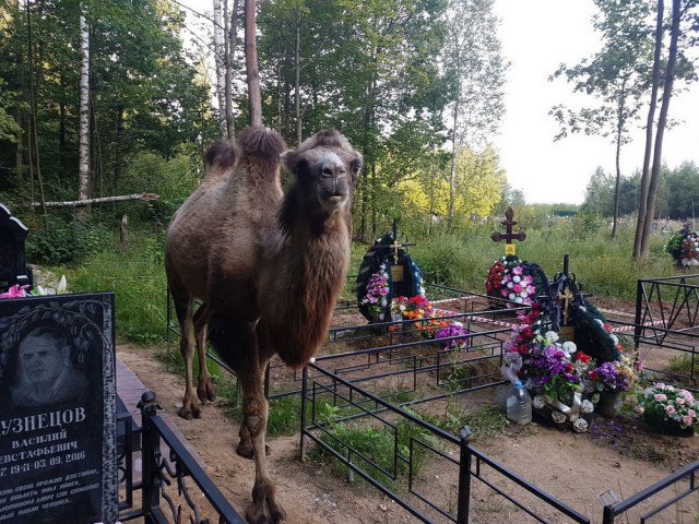 Живность из сети