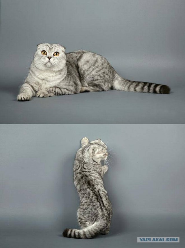 Котовторник (07.02.2012)