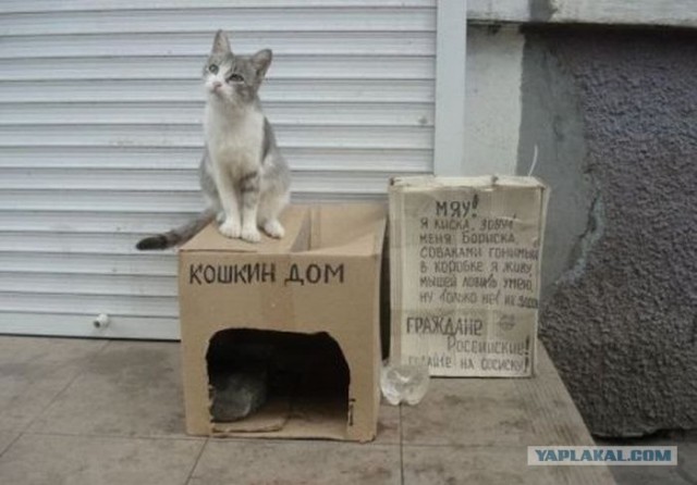 Котовторник (21.02.2012)