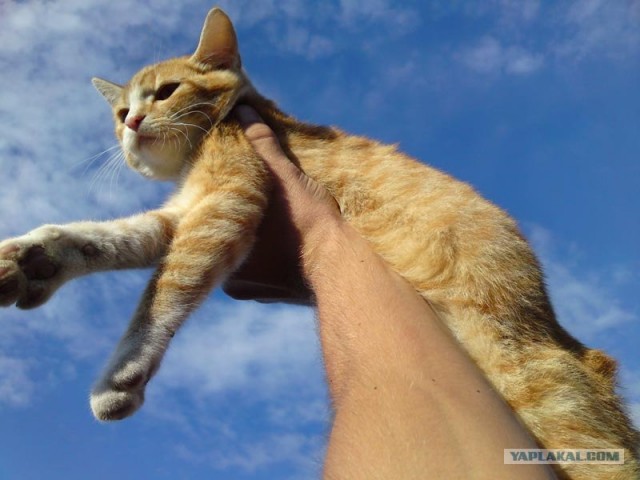 Котовторник 27.03.2012