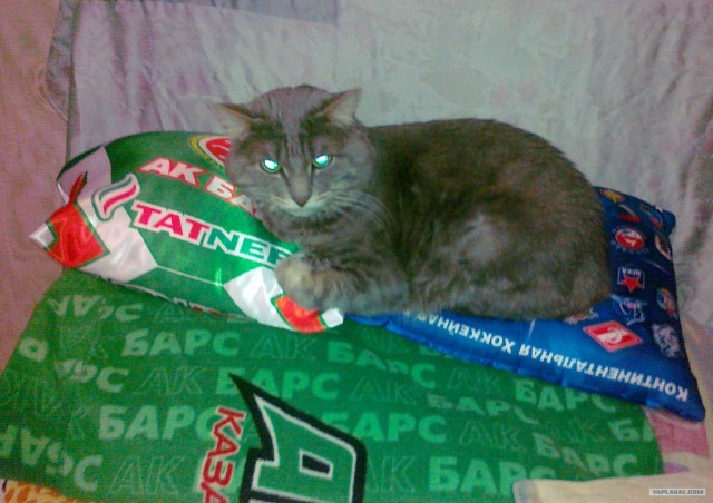 Котовторник  от 3.04.2012