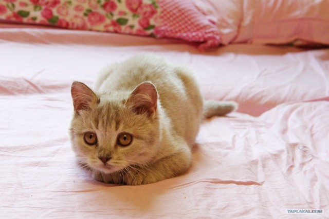 Котовторник 24.04.2012