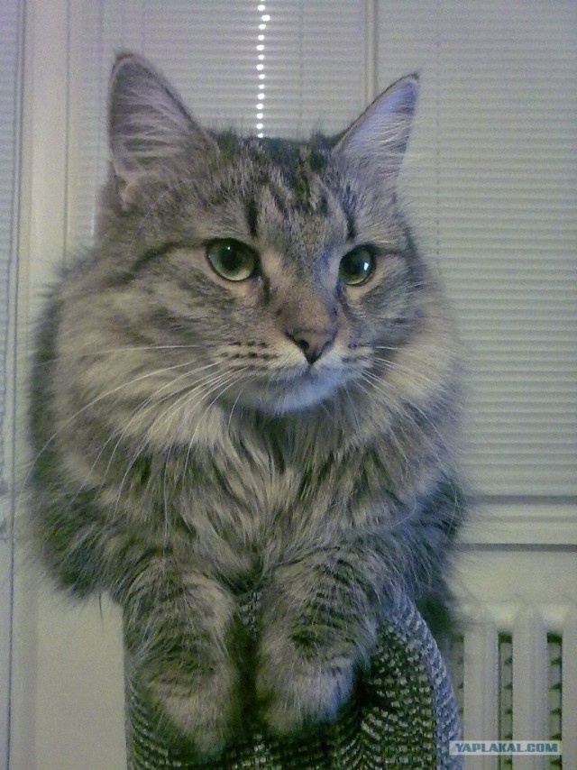 Котовторник (15.05.2012)