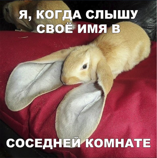Живность из сети