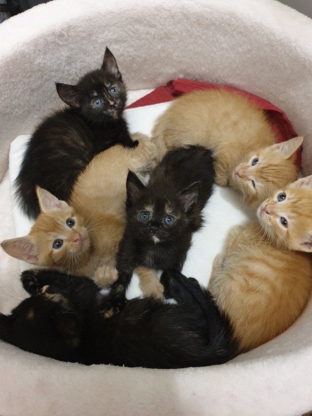 Забавные фото котеек