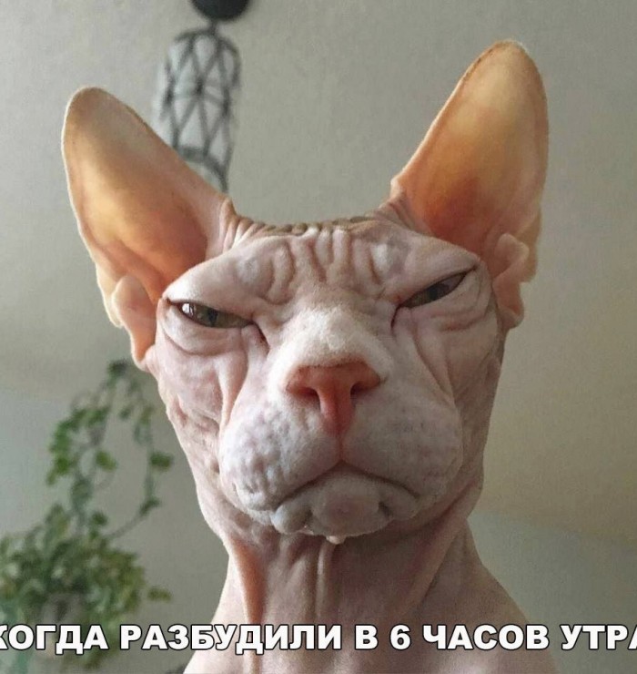 Картинки с надписями, истории и анекдоты 24.10.19