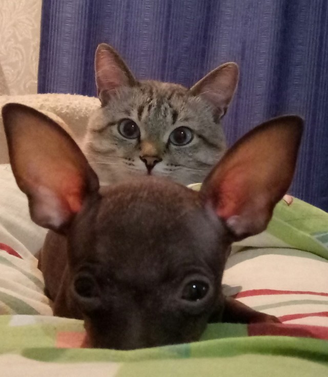 Уже не котовторник, но еще и не собакочетверг