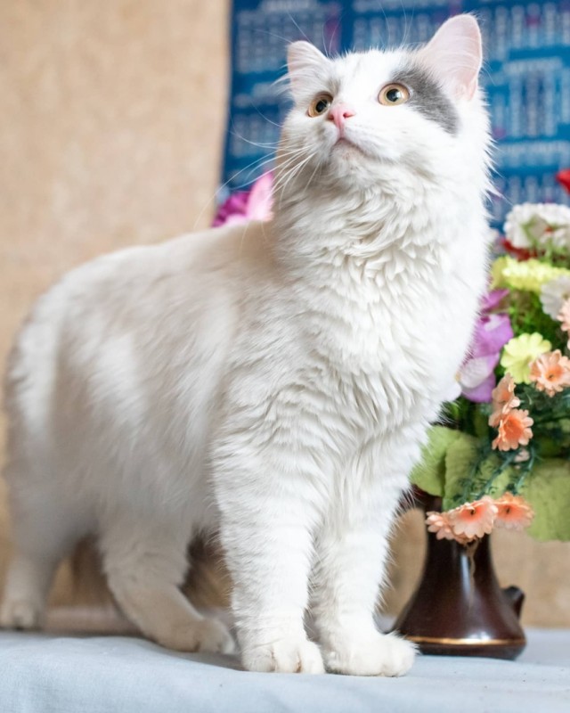 Забавные картинки с котами из сети