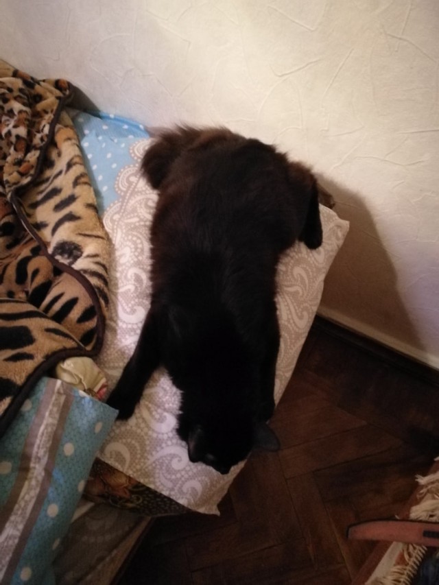 Забавные картинки с котами из сети