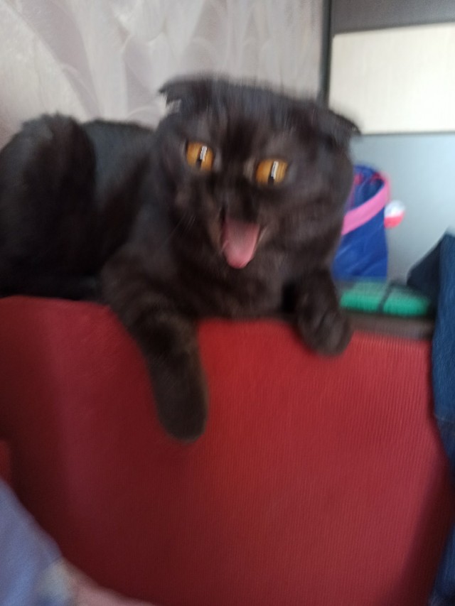 Коты из сети