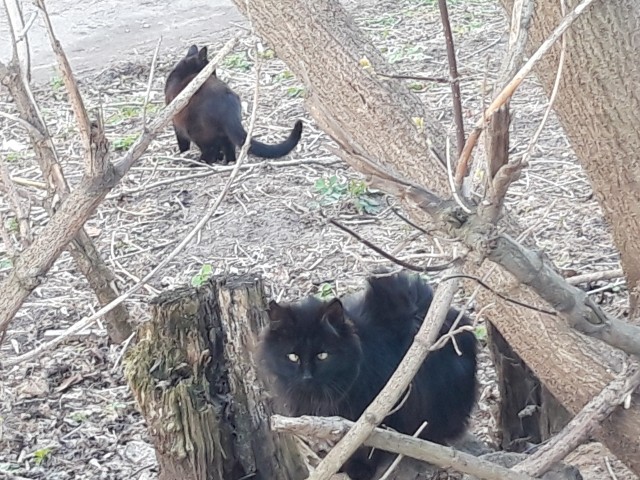Задорные заборные котэ