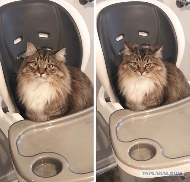 Котовторник?! Коты во вторник!