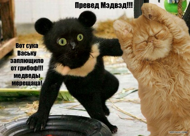 Киса хочет жабы