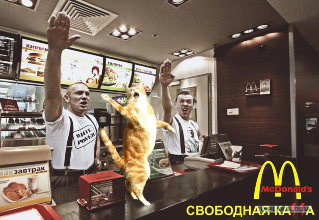 Кот поёт
