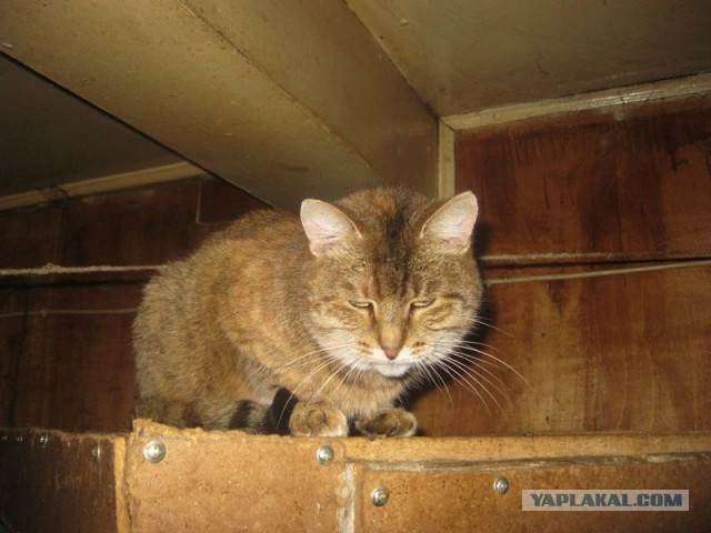 Жизнь домашнего приюта для котеек 322