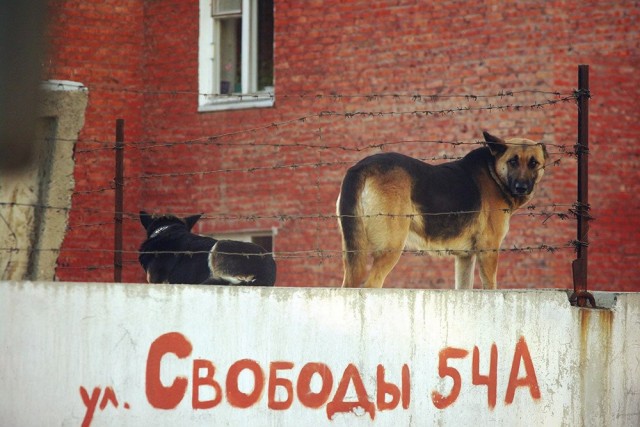 Идиотские картинки