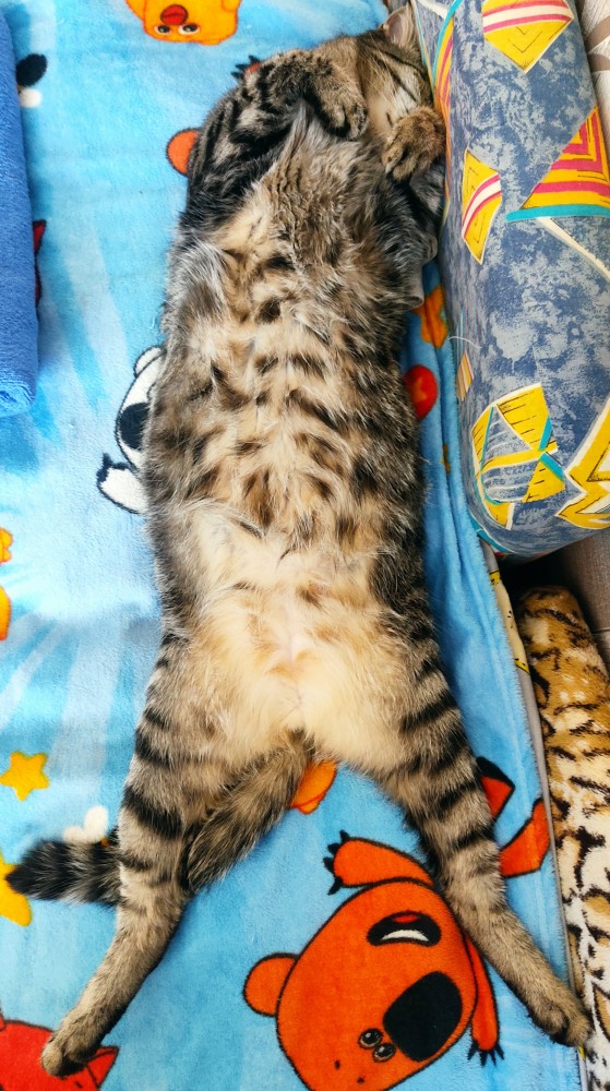Котовторник же!
