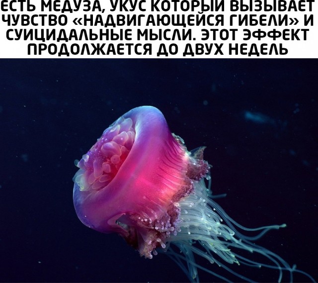 Украинский губернатор обвинил Россию в нашествии медуз в Азовском море