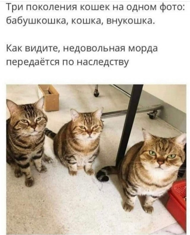 Картинки и мемы для настроения 07.10.2021