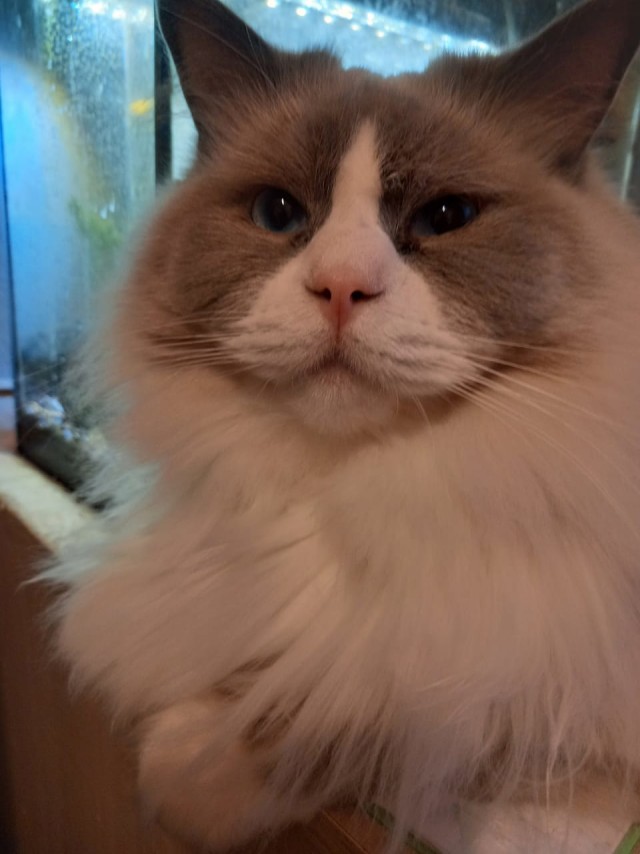День кота.