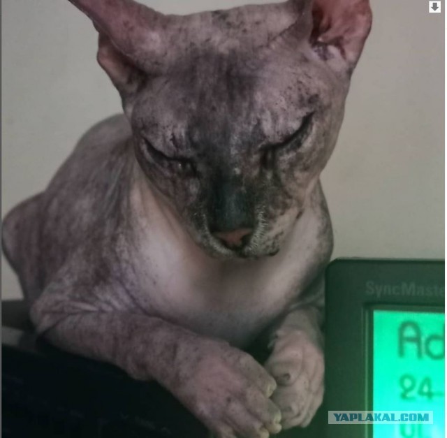 К котовторнику