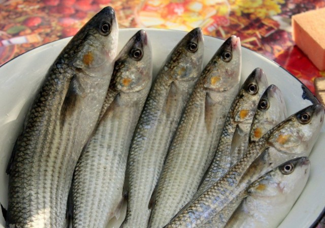 Рыба падальщик, спасшая Чёрное море