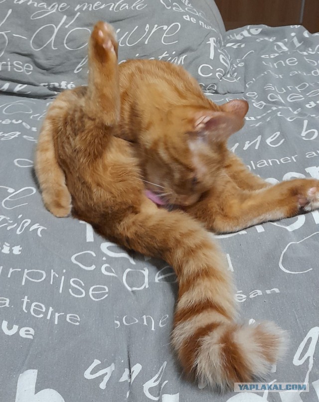 Жизнь кота Барсика из деревни