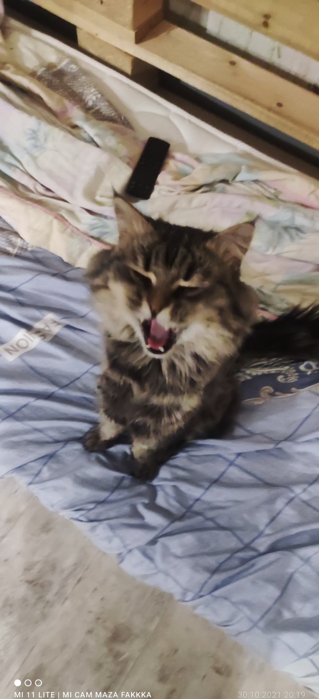 Котовторник - по расписанию!