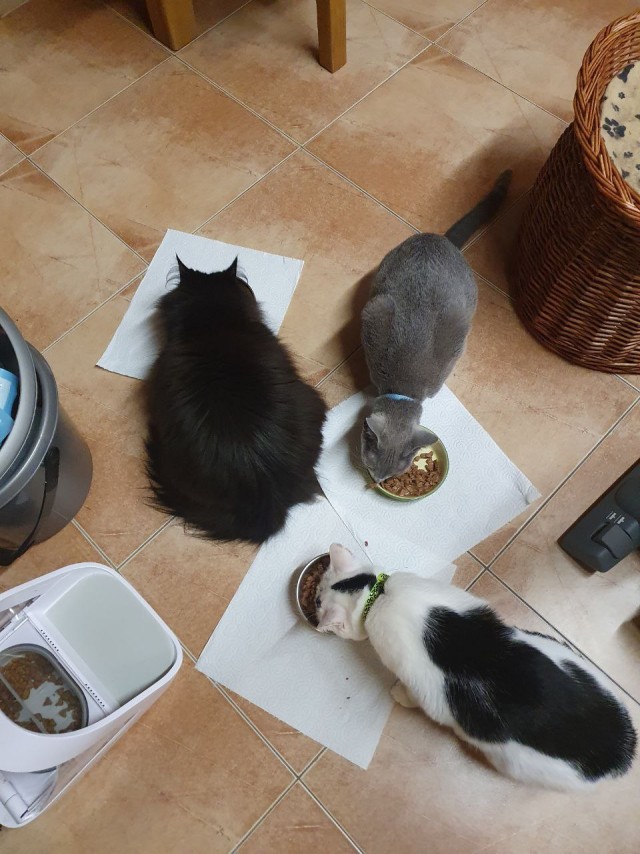 Долой политику, ура котикам!