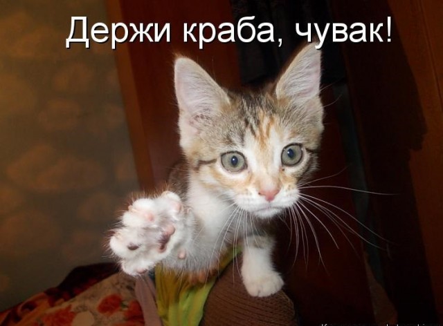 Как я котлеты жарил