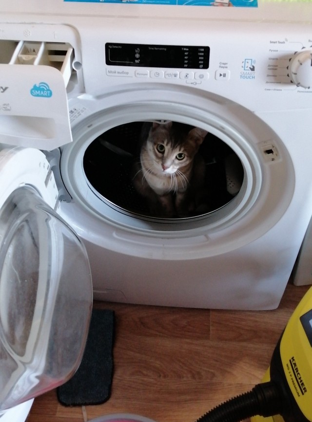 Котовторник ведь начался!